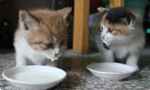 猫可以喝冰牛奶吗为什么