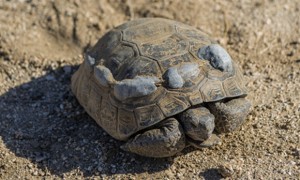 沙漠地鼠龟能活多少年