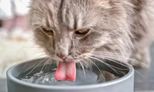 猫咪最近不喝水怎么回事
