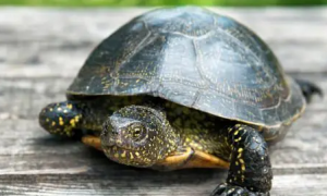 乌龟会得新型冠状病毒吗