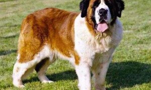 头特别大的狗是什么狗