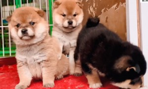 艾米秋田犬柴犬搞笑视频