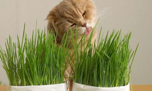 猫草怎么种植方法视频