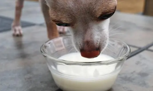 狗狗喝了纯牛奶怎么办