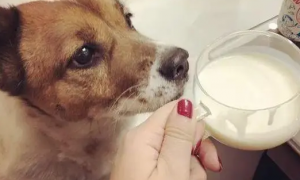 狗能喝牛奶吗