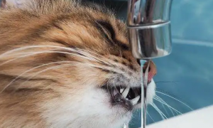 猫为什么不喝食物旁边的水了
