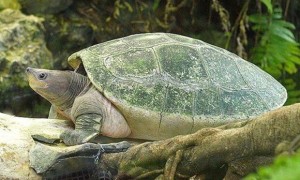 西瓜龟雌雄如何辨别