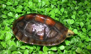 金头闭壳龟可以在水里过冬
