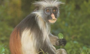 普氏红疣猴活多久