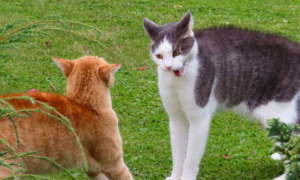 两只猫刚见面打架多久能不打