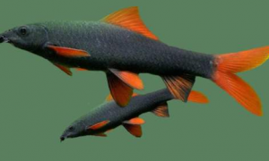 红尾黑鲨能和其他鱼混养吗