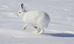 北极兔怎么挑选
