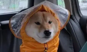 “妈妈给买了个破雨衣，狗子却敢怒不敢言……”