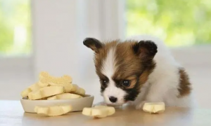 小狗狗可以吃什么零食