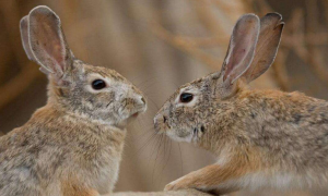 沙漠棉尾兔有什么特点
