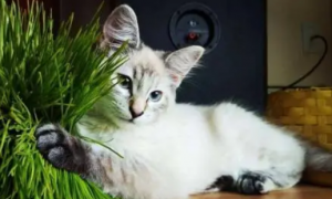 猫草有营养吗