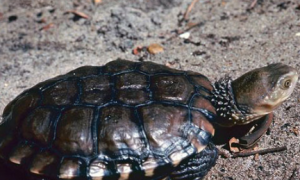 澳洲短颈龟生病怎么处理