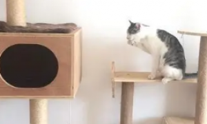 猫喜欢猫爬架吗
