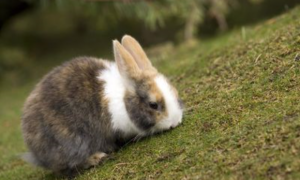 兔子可以吃荔枝肉吗