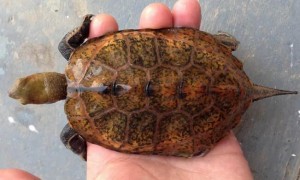 日本石龟怎么区分纯不纯