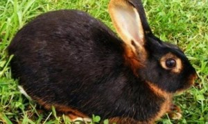 美国黄褐色家兔有什么特点