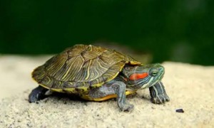 小乌龟多久喂一次食