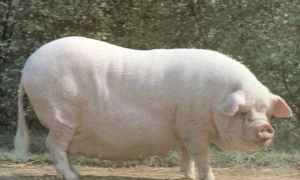 赣州白猪是什么样子的