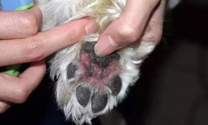狗狗舔爪子是什么原因