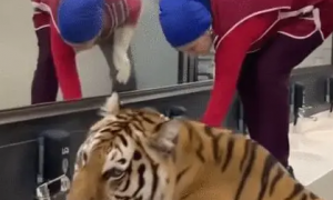 老虎跑进洗手间喝水，保洁大妈骂骂咧咧，老虎的反应有些意外！