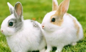 粗毛兔多久可以生兔子