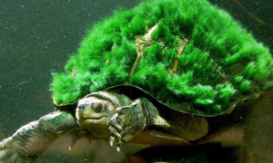 绿毛龟的绿毛斑秃症该如何治疗