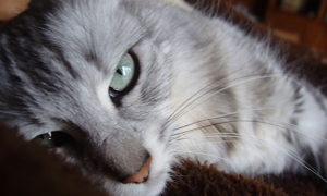 土耳其安哥拉猫一般能活多久