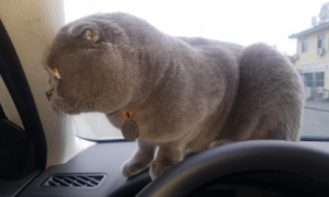 猫在车上一直张嘴喘气怎么办
