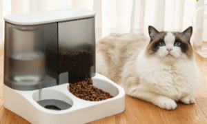 猫咪喂食器正确用法