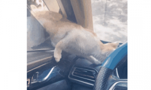 流浪猫被冻到当车主面钻进车窗取暖，幸运被收养，网友：它在用生命，赌你的善良...