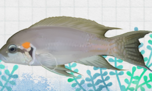 白边燕尾鱼寿命多少年