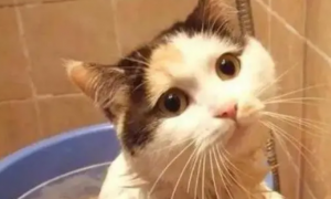 猫多长时间洗澡一次合适