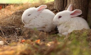 波兰兔训练方法