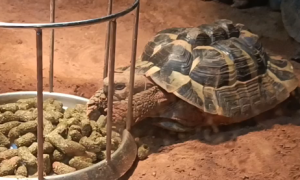 乌龟每次喂多少龟粮