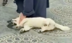 狗狗晕倒在地口吐白沫，被少林寺僧人抢救回来，从此变成了小跟班