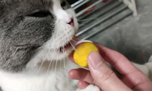 蛋黄怎么弄给猫吃好吃
