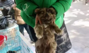 上海宠物救助领养中心告诫爱狗人士领养宠物辨别真假不要上当受骗