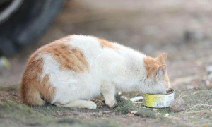 小猫啥时候可以吃罐头