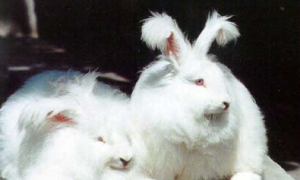 全耳毛兔多久可以生兔子