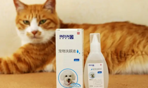 猫咪常用眼药水去哪里买