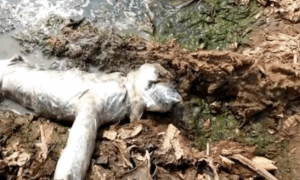 奶狗全身裹满胶条被扔泥潭生死未卜，直到被救助，暖哭了