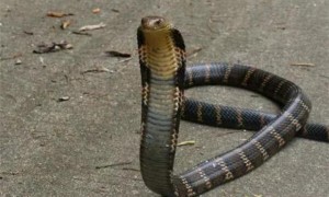 眼镜王蛇最大有多少斤