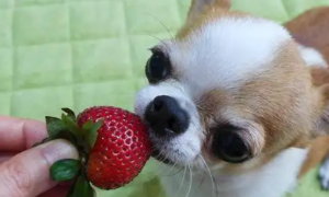 狗狗一次吃了三个草莓怎么办呢