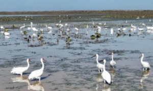 400多羽！江西“省鸟”白鹤集中亮相鄱阳湖南矶湿地保护区