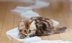 猫不吃化毛膏可以吗怎么办